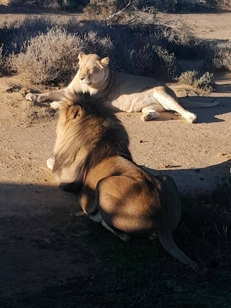Safari Game Reserve